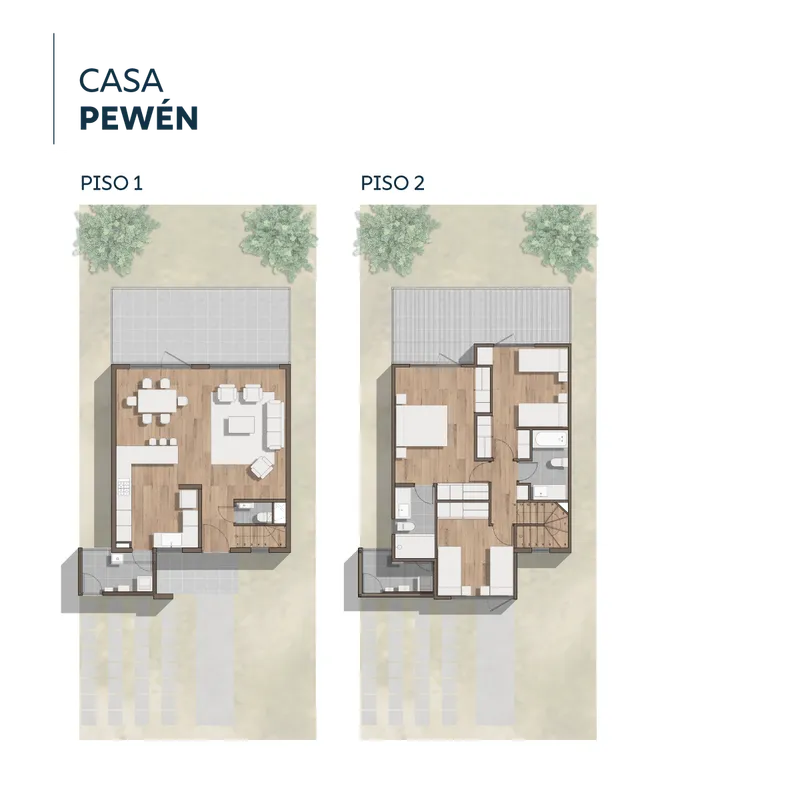 Planta planta-pewen-web